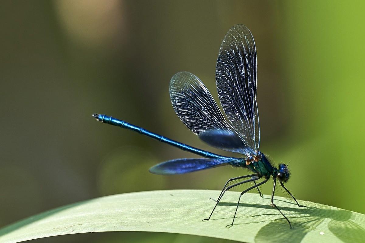 Los insectos son más vulnerables a las altas temperaturas de lo que se creía, revelan