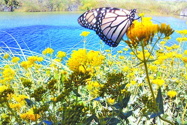 CUATRO CIÉNEGAS: RUTA DE LA MARIPOSA MONARCA