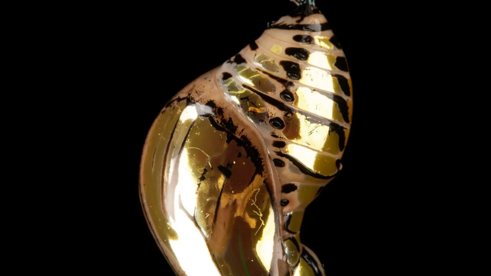 Cómo una oruga se convierte en mariposa: la metamorfosis, explicada