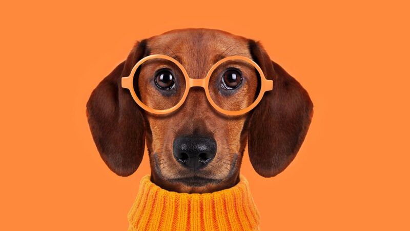 ¿Los perros distinguen colores?, esto dice la UNAM