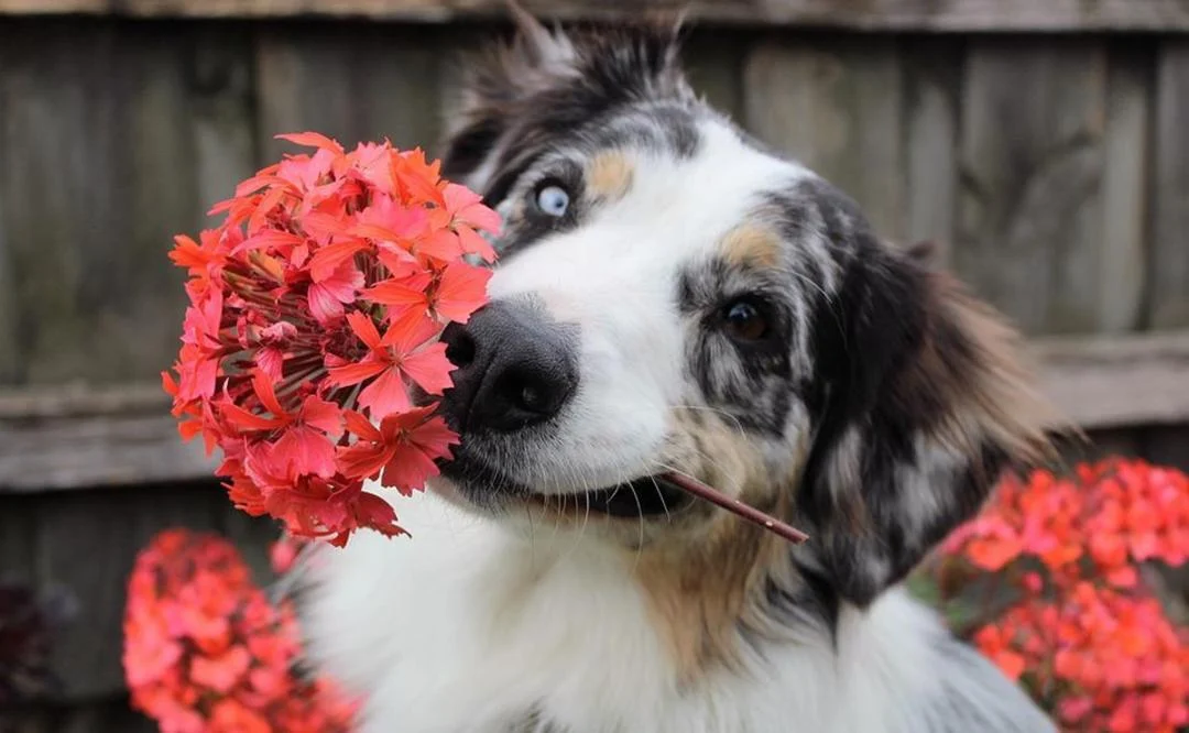 Plantas más comunes que son dañinas y venenosas para los perros