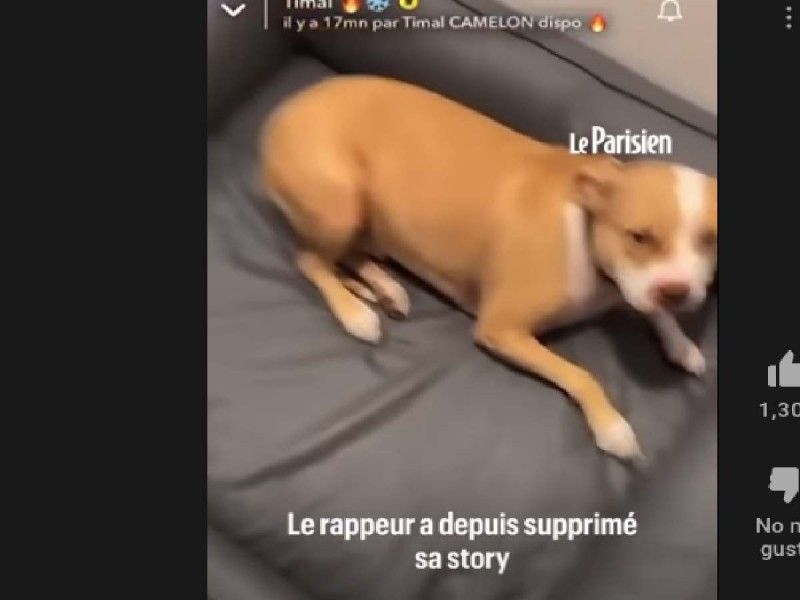 Detienen a rapero en Francia por patear su perrito en la cabeza y subirlo a Snapchat
