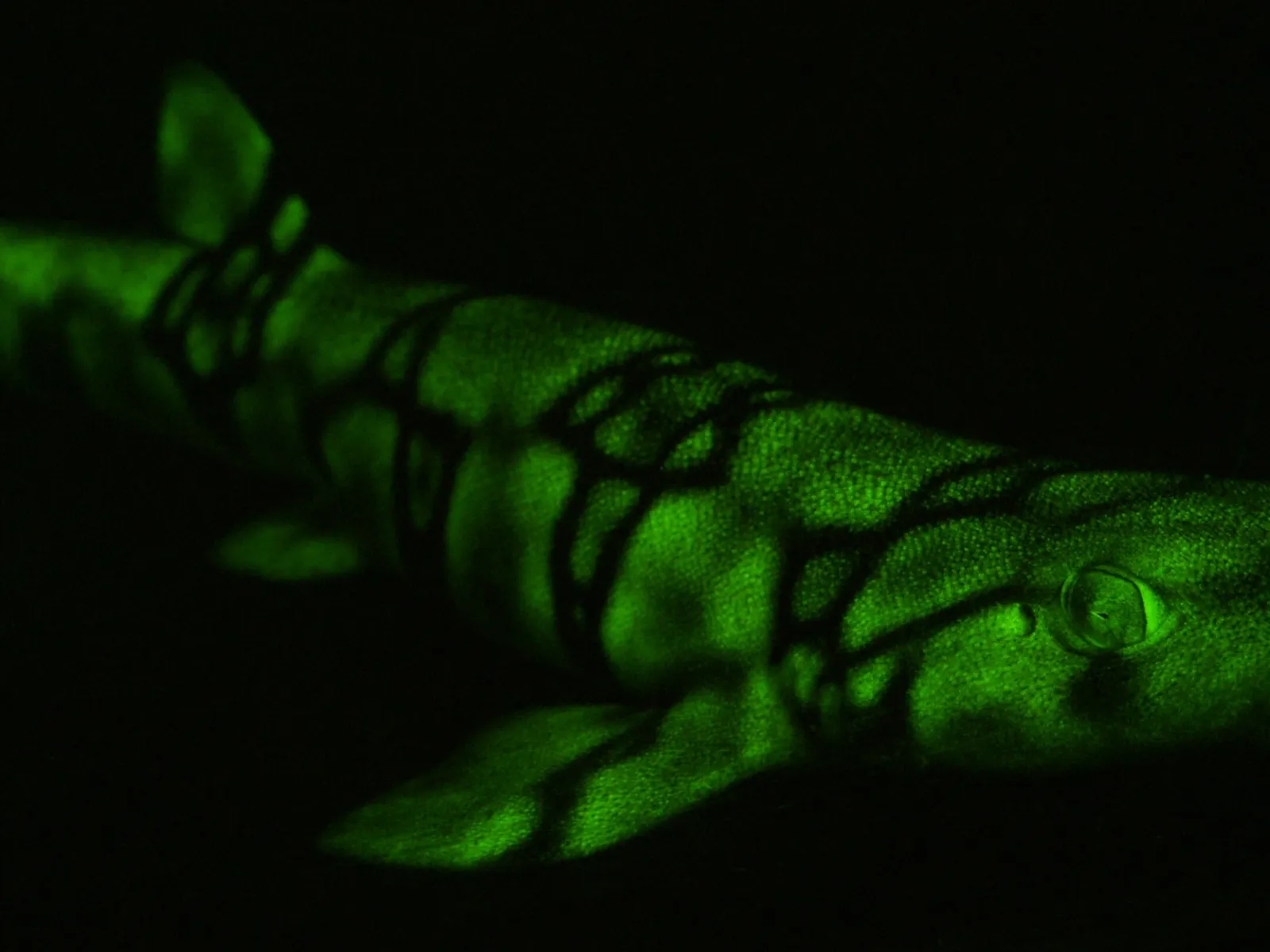 Descubre qué es la biofluorescencia y 4 destinos dónde experimentarla