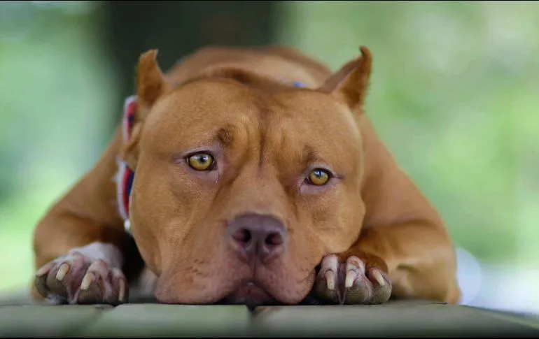 Los perros son capaces de oler el estrés de las personas