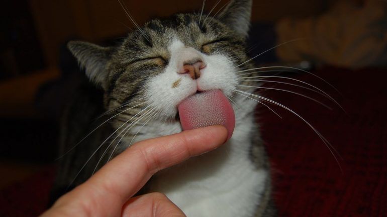 LOS GATOS LAMEN A SUS DUEÑOS Y OTROS ANIMALES PARA ESTRECHAR SUS VÍNCULOS CON ELLOS