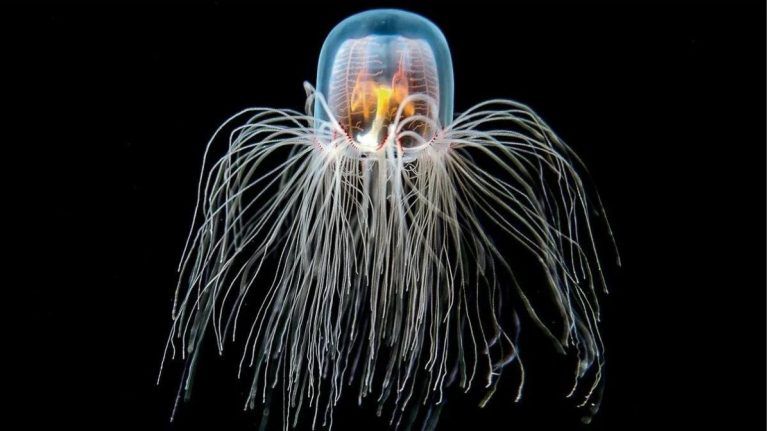 LA EXTRAÑA MEDUSA QUE ES CAPAZ DE REJUVENECER HASTA EVITAR SU MUERTE