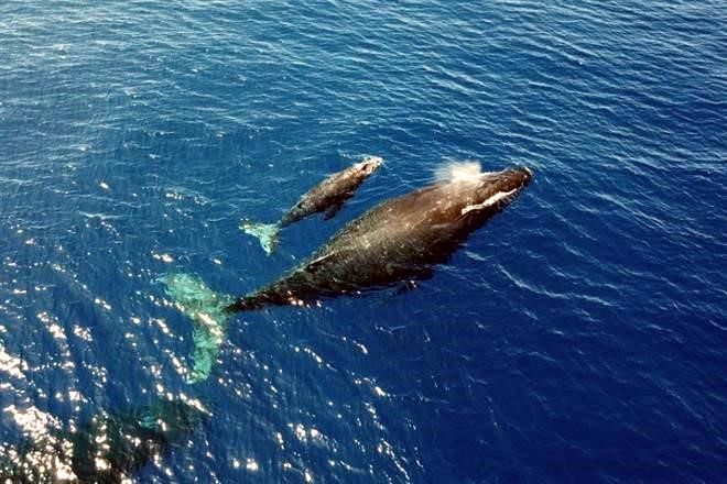 Disminuye población de ballenas grises
