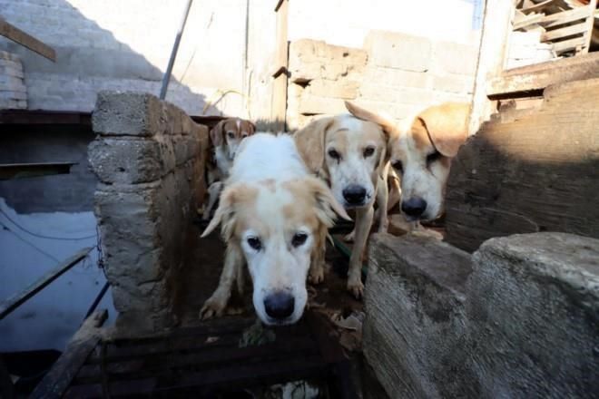 Rescatan a 100 perros de presunta taquería en Neza