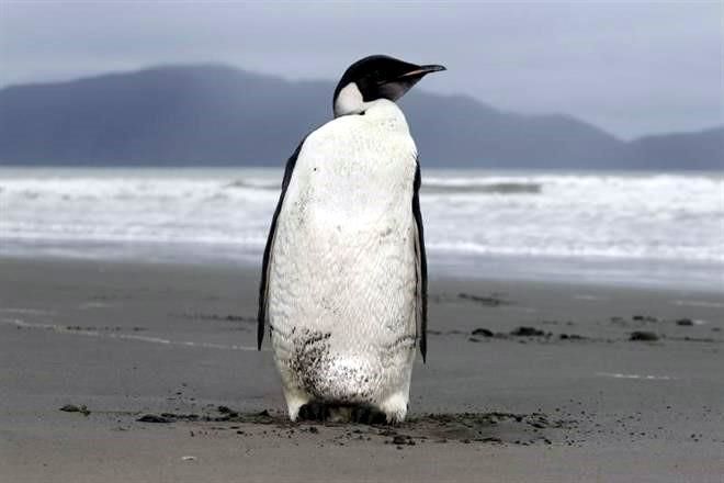 Peligra pingüino emperador por cambio climático