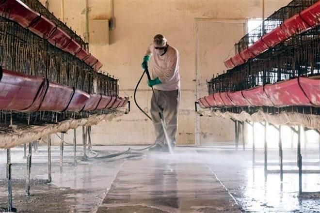 Detectan cepa H5N1 de gripe aviar en granja de Montemorelos