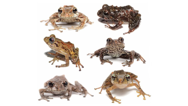 Descubren 6 nuevas especies de ranas de lluvia en Ecuador