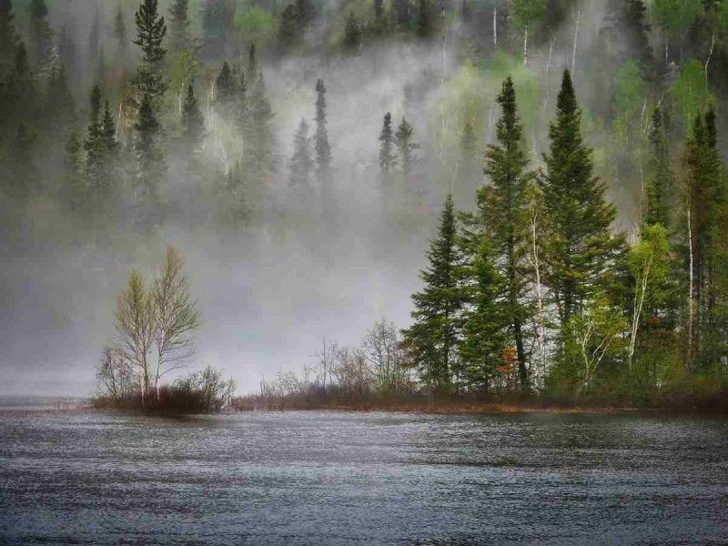 La alerta temprana del cambio climático suena en los bosques del fin del mundo