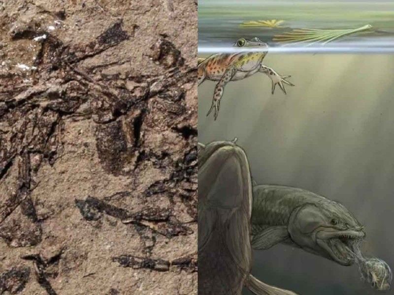 Un vómito fosilizado revela un banquete de anfibios prehistórico