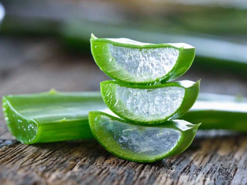 ¿Sabías que el Aloe Vera o sábila hidrata tus labios y los deja brillosos?