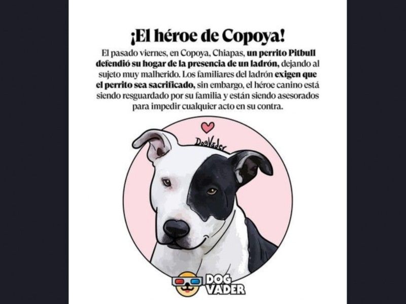 Dog Vader se une a la campaña por el perrito que defendió su hogar