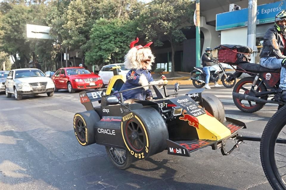 Contagia fiebre por Checo Pérez hasta a ¡las mascotas!