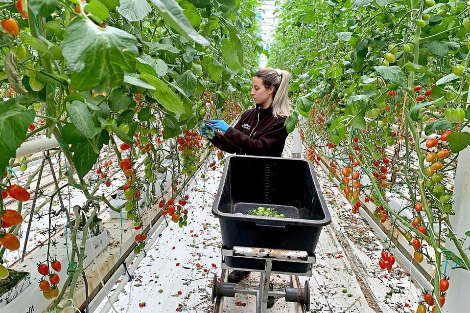 Conoce los tres proyectos europeos con sello orgánico