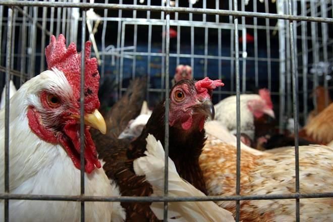 México registra el primer caso de gripe aviar H5N1