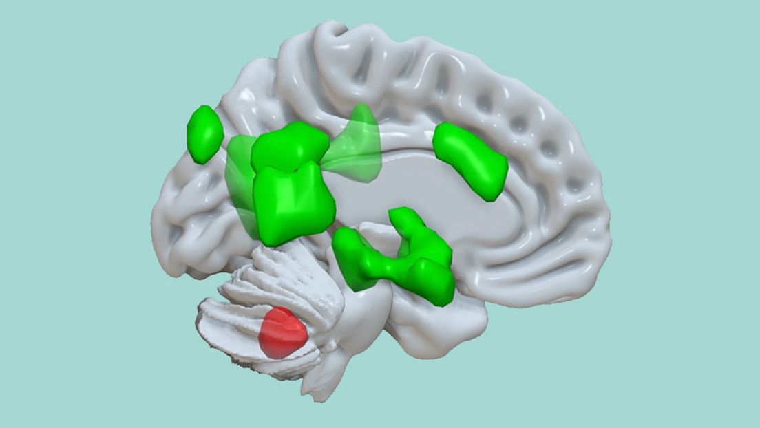 Descubren que el cerebelo puede almacenar las experiencias emocionales