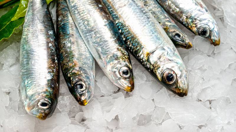 Pescados tienen grandes concentraciones de mercurio; ¿qué daños provoca al ser humano?