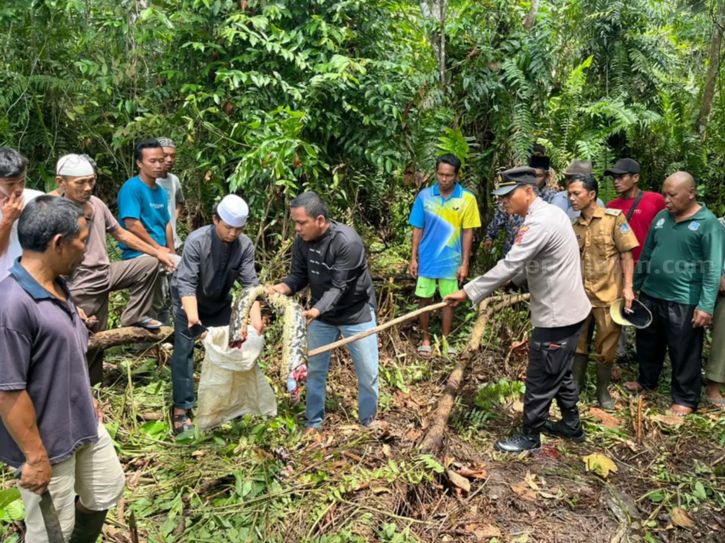 El cuerpo de una mujer desaparecida en Indonesia es encontrado dentro de una pitón de siete metros