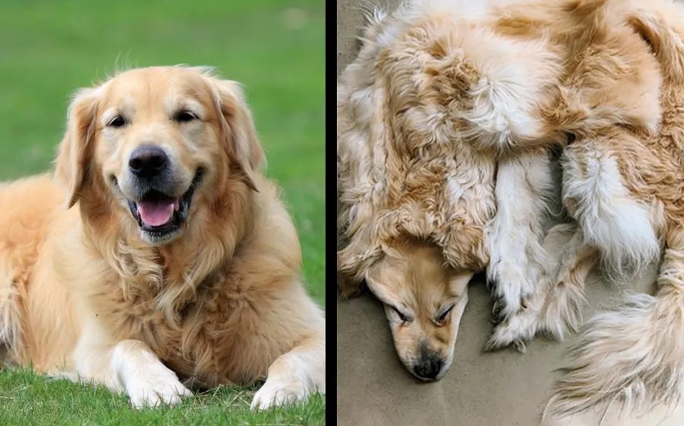 ¿Espeluznante? Familia convierte a su perrito en alfombra para tenerlo siempre; usuarios critican
