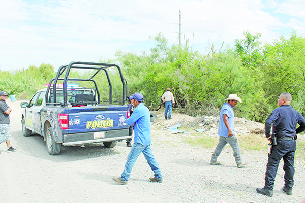 Madre oso y crías se refugia en los carrizos