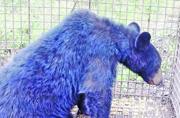 Capturan a oso dentro de NASA