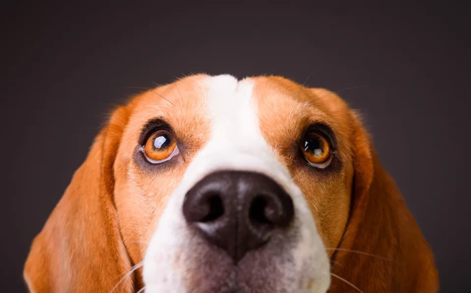 Los perros ven en blanco y negro? Te decimos cómo distinguen los colores