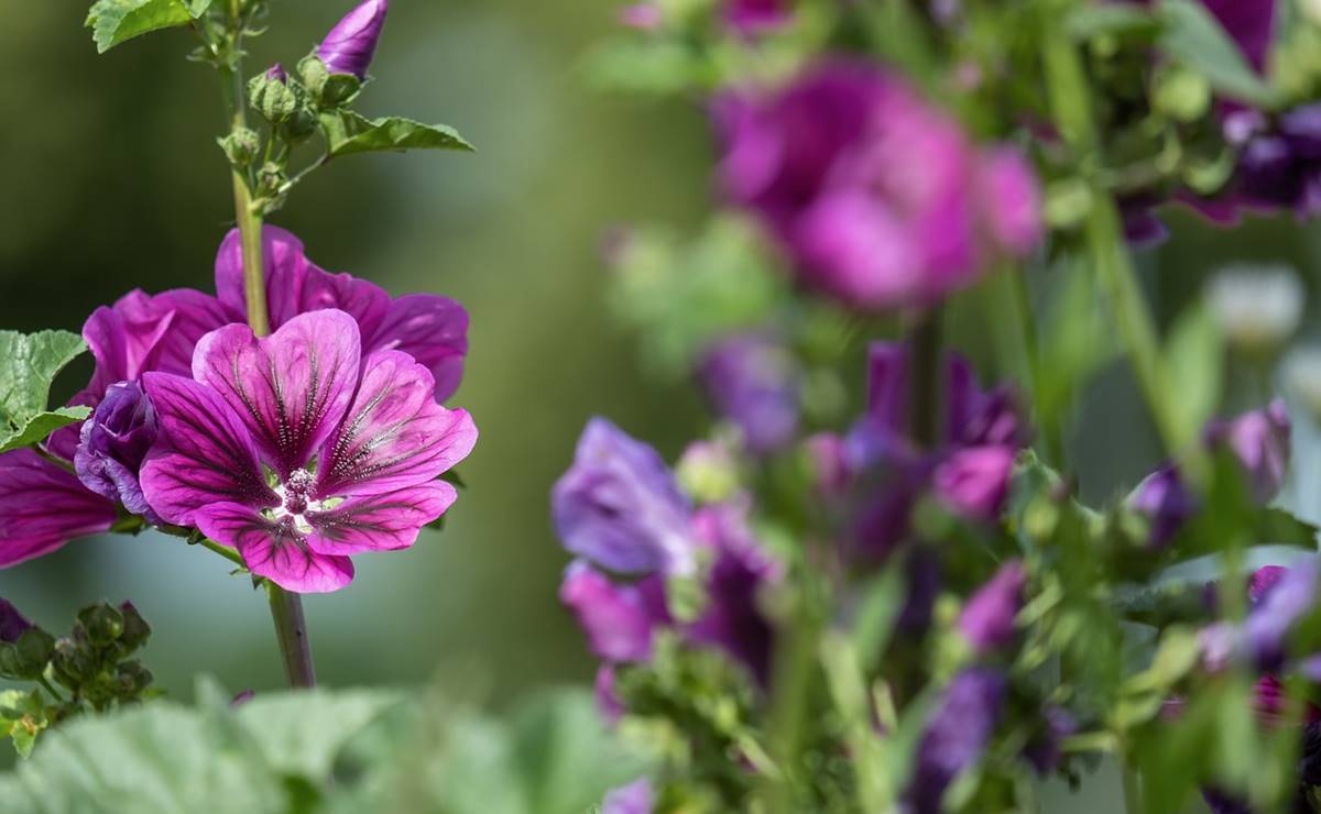Disfruta los beneficios de la infusión de malva