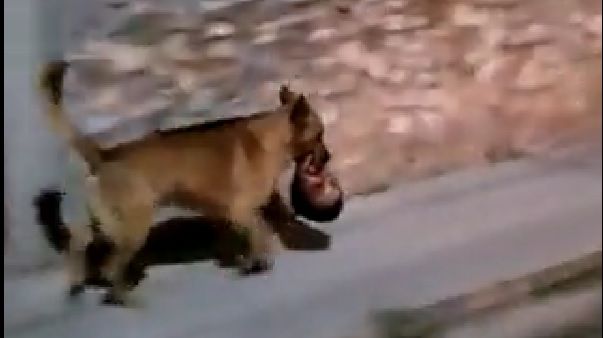 Captan a perro paseando con una cabeza humana en su hocico en Monte Escobedo, Zacatecas