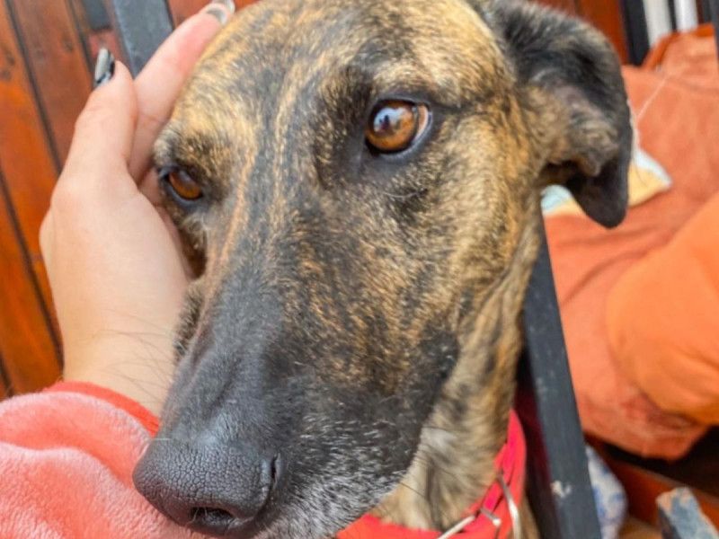 «Me voy a morir»: Mujer desahuciada busca un hogar que reciba a su perrita