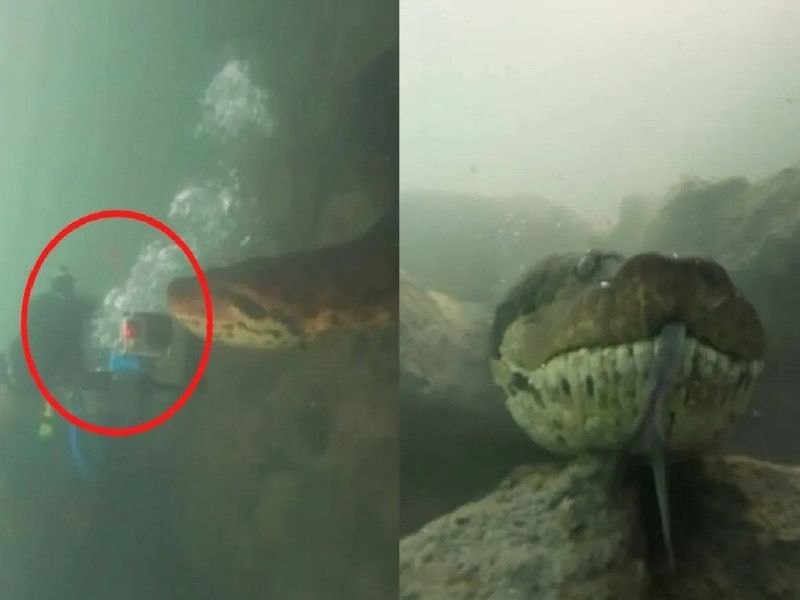 Buzo se encuentra a anaconda de 7 metros cara a cara ¡y la graba!