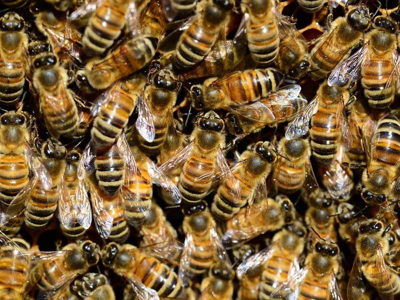 Fertilizantes y pesticidas cambian la forma en que las abejas «ven» una flor