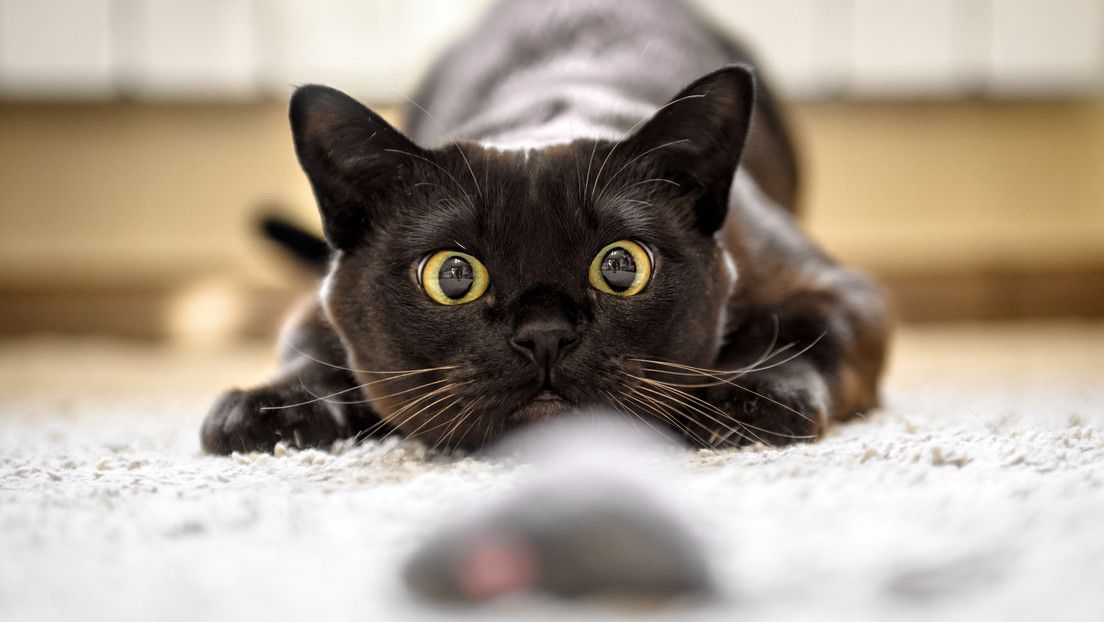 ¿Los gatos pueden ayudar a resolver crímenes?