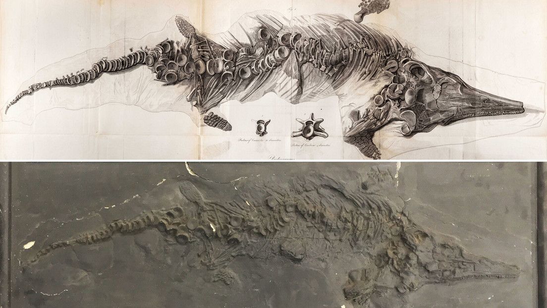 Encuentran copias secretas del histórico fósil del ‘pez lagarto’ destruido por los nazis