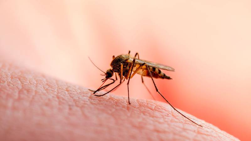 Anopheles Stephensi, el mosquito que resiste insecticidas y ha provocado muertes&nbsp;en&nbsp;África