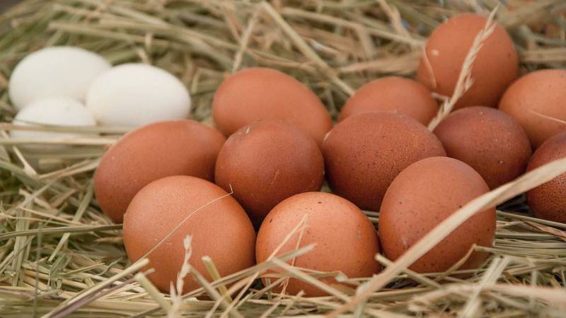Huevo blanco o rojo: ¿Cuál es la verdadera diferencia?