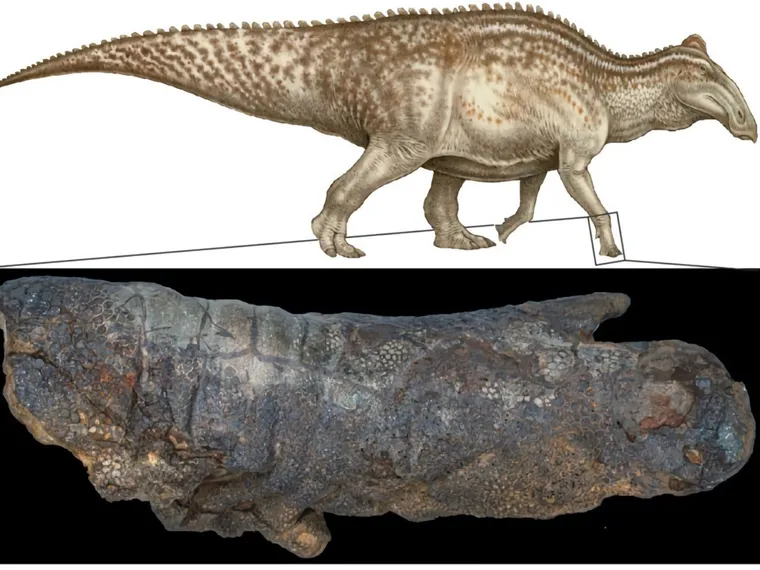 Este dinosaurio ‘momificado’ puede cambiar lo que sabíamos acerca de la conservación de fósiles