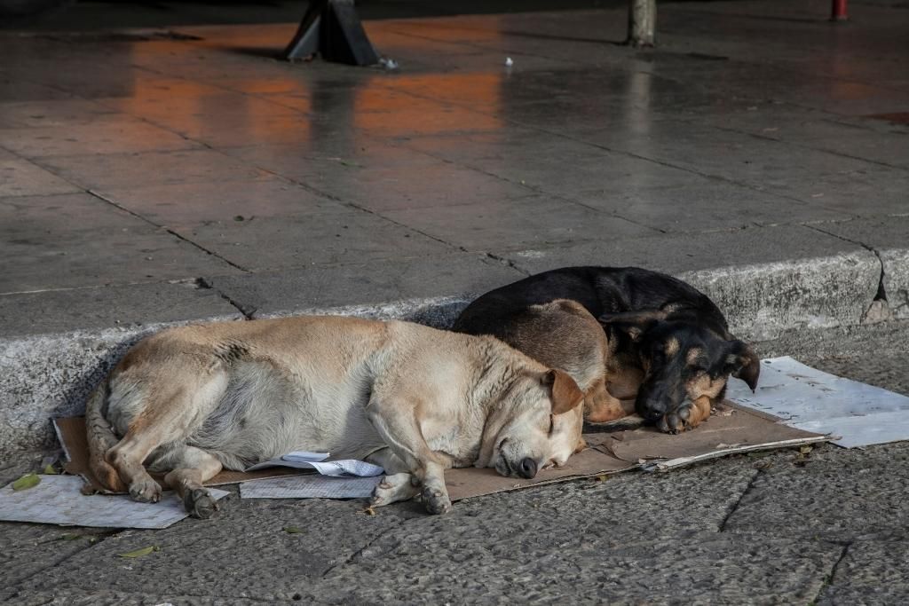 Los perros que delataron narcofosa y violencia