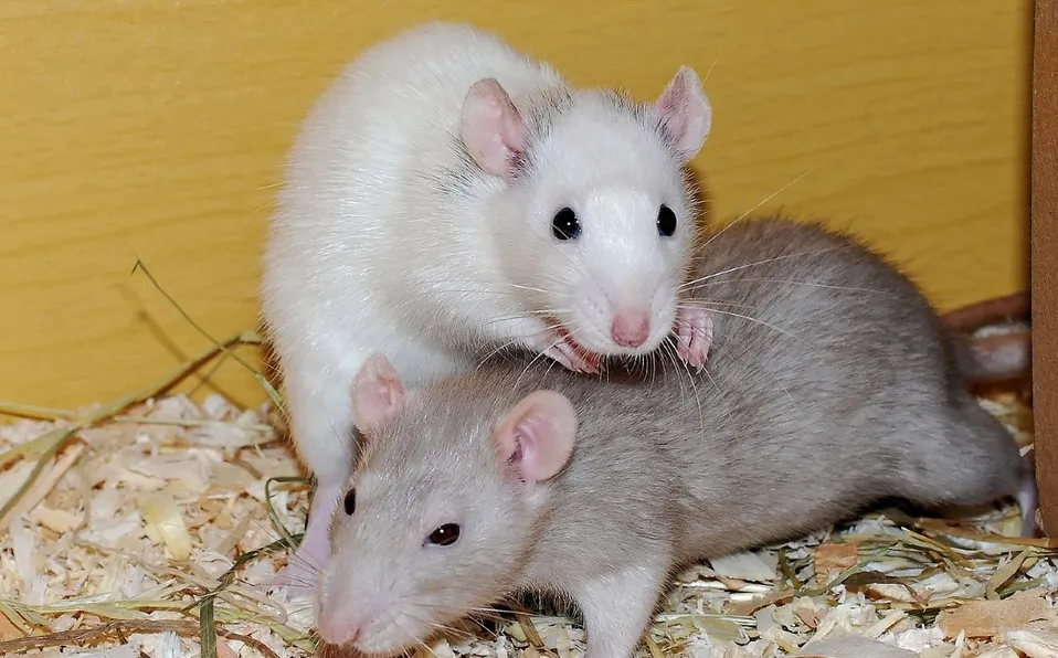Ratas captan el ritmo de la música y mueven la cabeza con él: estudio