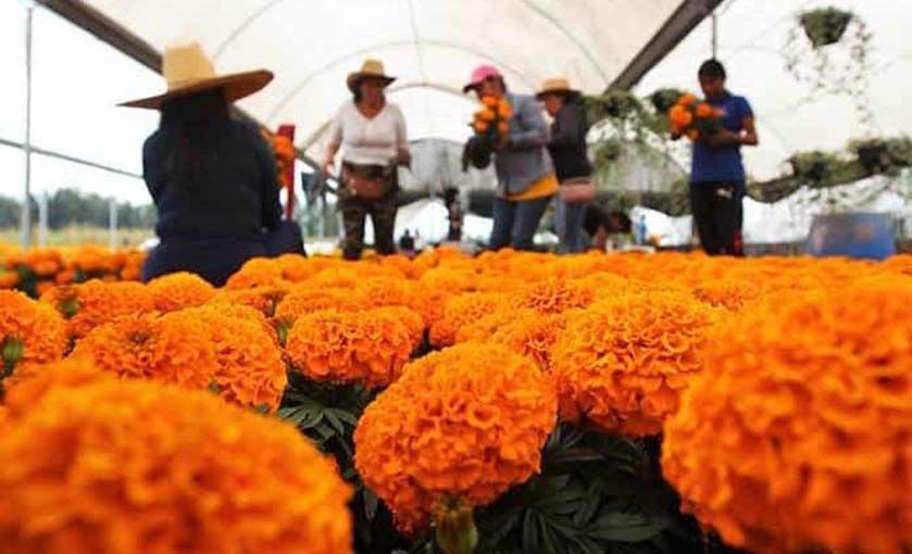 ¿El cempasúchil tiene propiedades contra el cáncer de colon? Esto sabemos