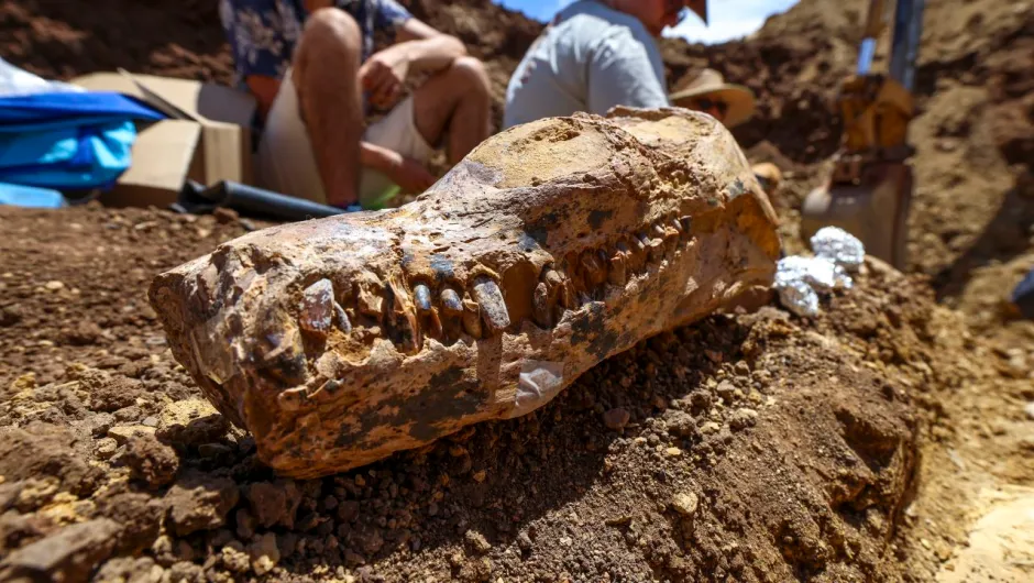 El descubrimiento de un esqueleto de plesiosaurio de 100 millones de años «podría contener la clave» de la investigación prehistórica