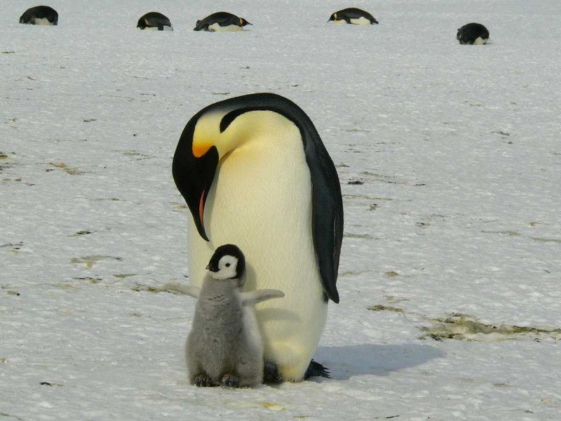 Pingüinos reales enfrentan amenaza del cambio climático