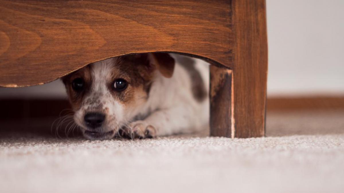 ¿Por qué los perros le temen a los cohetes y cómo calmarlos?