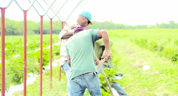 Favorecen frentes fríos al campo de Coahuila