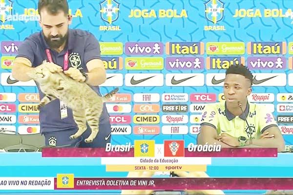 Aparece gato en conferencia de Vinícius… y lo echan feo