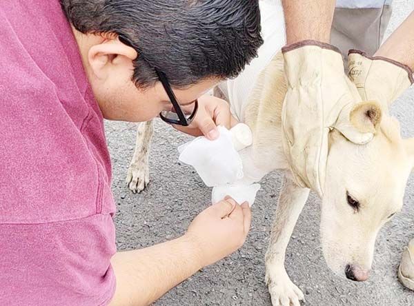 Apoya PC a perro herido