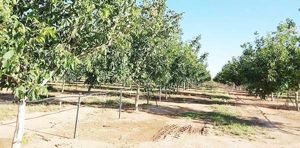 Siembran 100 mil nogales en 4 Ciénegas y Ocampo
