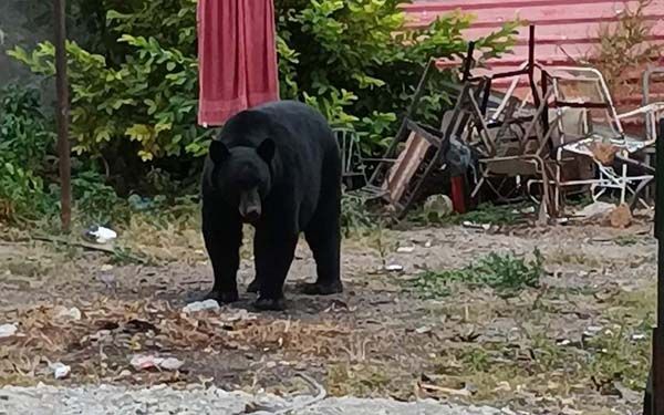 Pide PC equipo para captura de oso negro